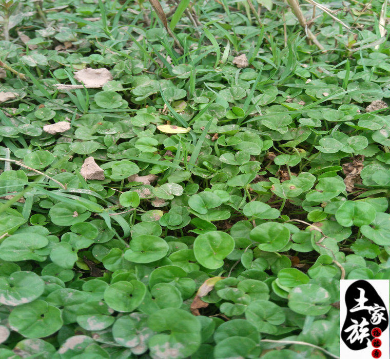 金钱草正宗四川野生小叶金钱草溶石中药材化结石马蹄金250g包邮