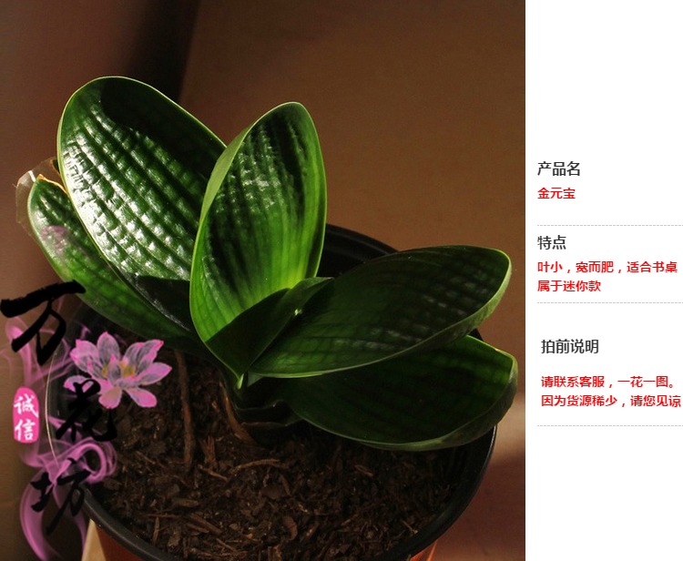 精品短叶金元宝圆头和尚彩兰君子兰花卉盆栽小苗室内植物特价包邮