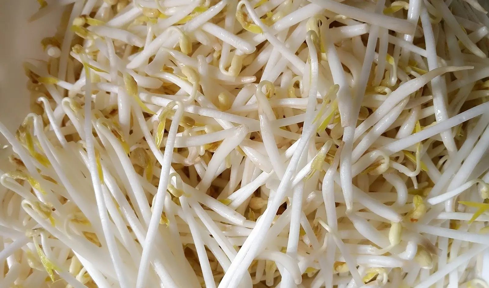 7道芽菜,倍受养生追捧.