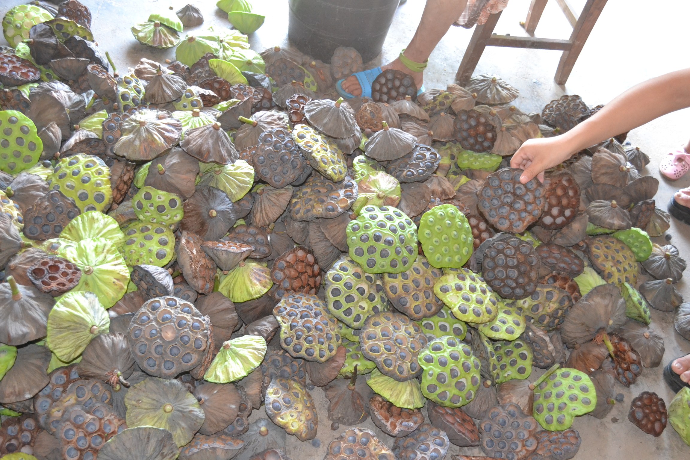 洞庭湖新鲜老莲子4斤成熟莲子牛皮莲子新鲜莲子米带壳带芯乌莲子