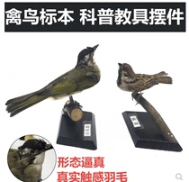 Animal model simulation set feather bird biology teaching model kindergarten science room animal plant specimen
