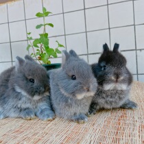 Rabbit living purebred self-breeding imported double blood dwarf rabbit pet rabbit mini rabbit baby