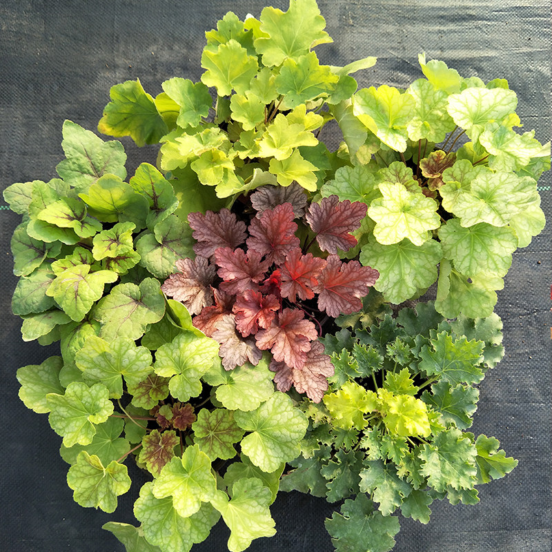 矾根盆栽花苗进口观叶花植物多色多年生彩叶草花卉强耐寒室外庭院