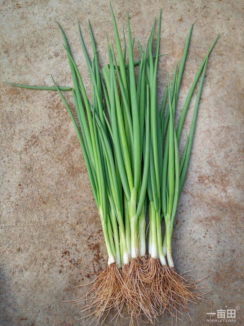 四季小香葱种子 小葱种子 原装彩包蔬菜种子 全店满20元包邮