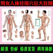 Human Meridian acupoint standard large wall chart men and women three Chinese medicine museum acupuncture physiotherapy picture decoration poster hanging picture