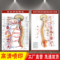Human autonomic nervous overview system schematic diagram hanging picture spinal nerve distribution lesion map poster sticker