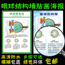 Structure diagram of the human eye Anatomy diagram Large hanging painting Eye structure and function Eye overview Holographic picture