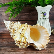 Natural extra large conch Jinkou WA snail fish tank decoration home furnishings gift