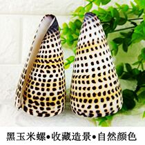 Natural shell conch shell black corn snail fish tank aquarium aquarium landscaping decoration collection ornaments floor decoration gift