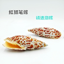 Natural shell conch selection pen snail collection ornaments fish tank aquarium landscape shooting props