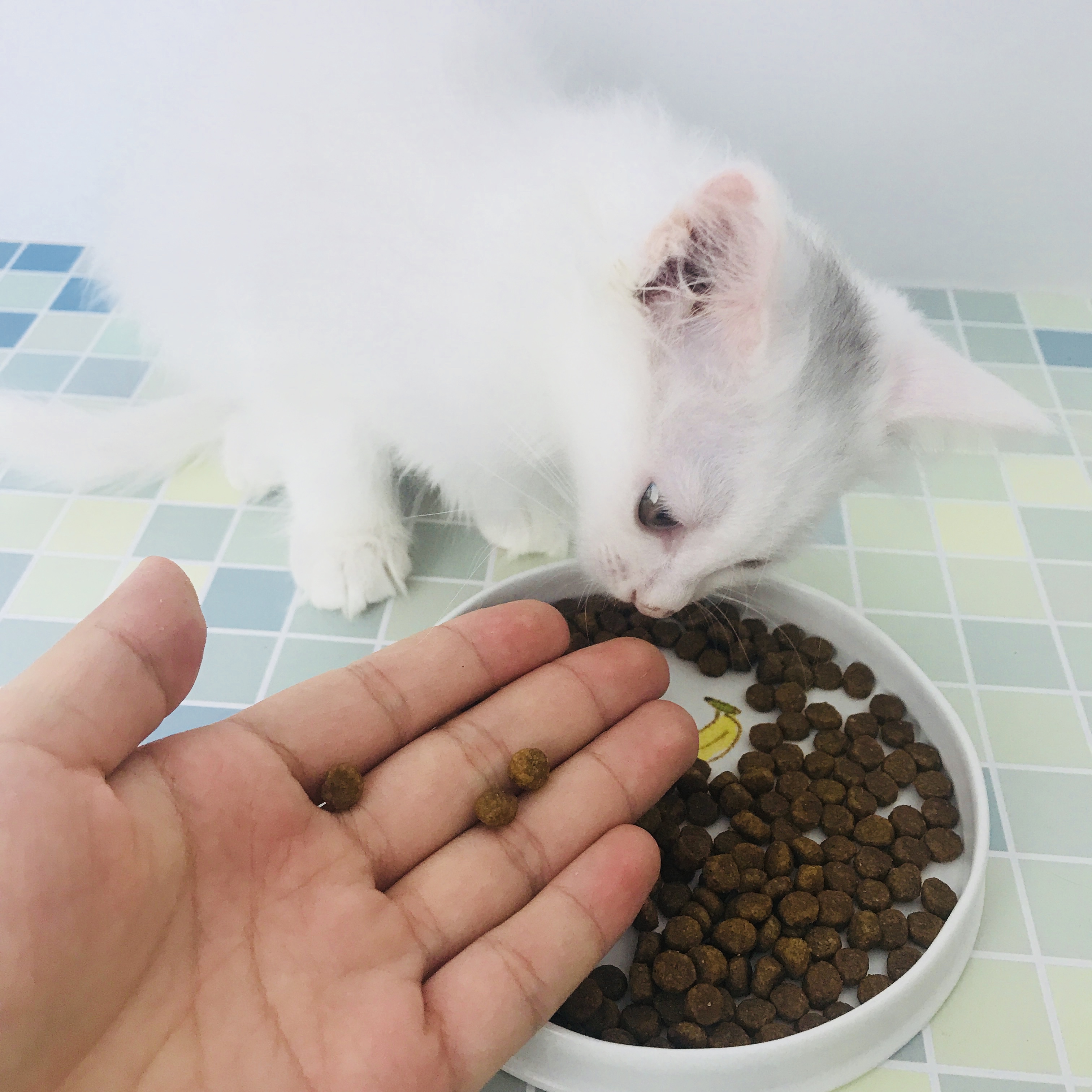 新品幼猫粮丨新手猫妈咪必备干货14