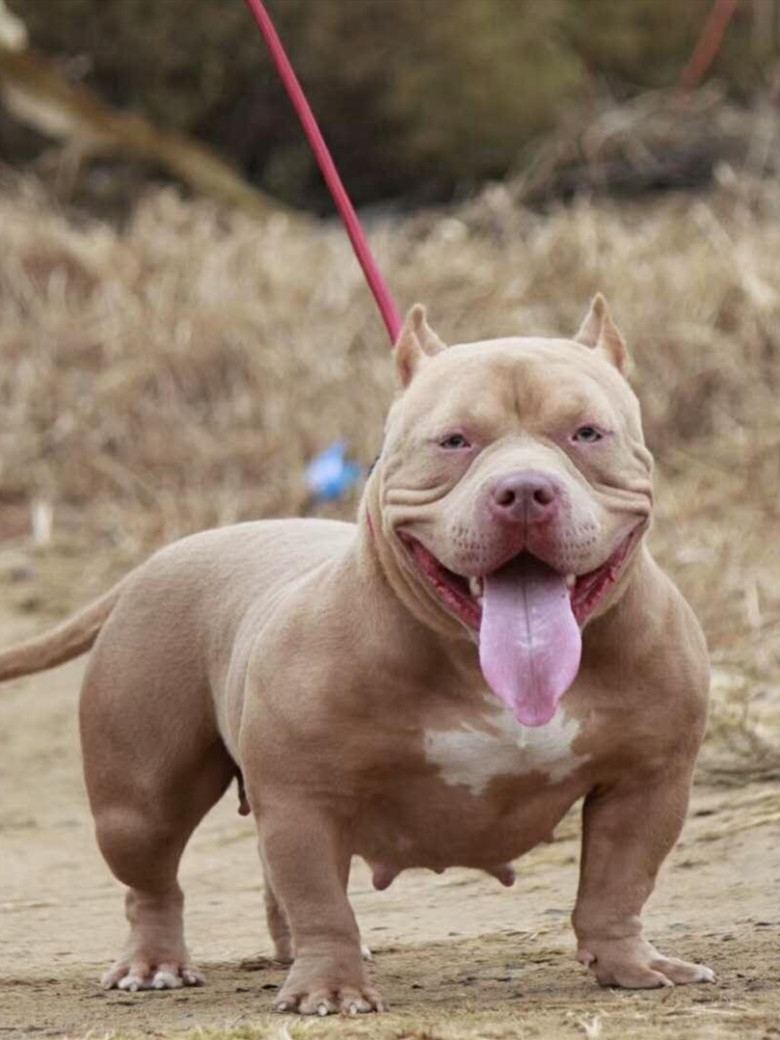 肌肉发达性格温顺美国恶霸犬