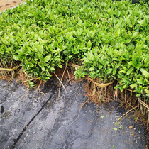 Guizhou southern blue indigo seedlings horse Blue seedlings Banlangen root grass and wood dyeing batik species Grass Wood dyeing indigo blue dye
