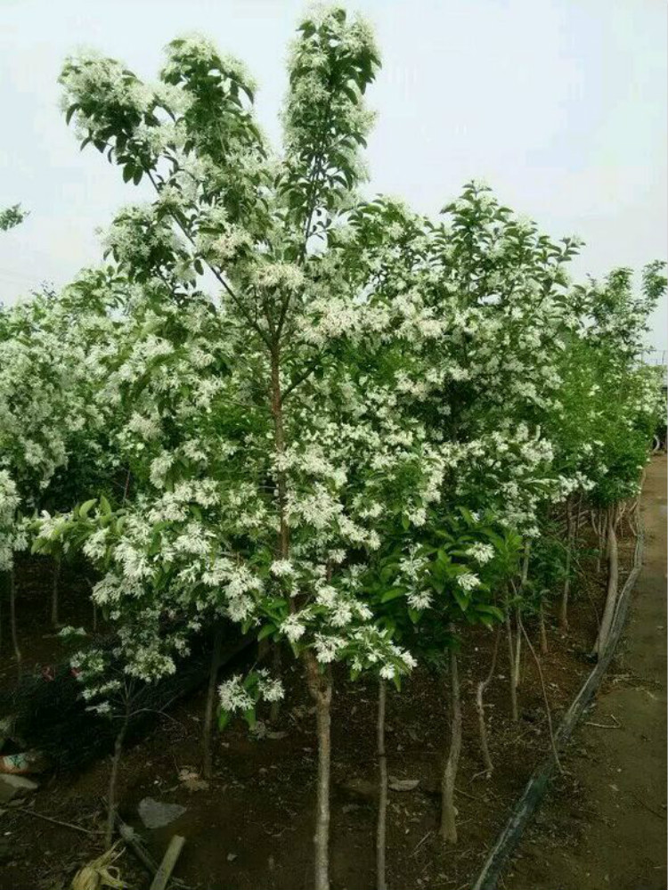 流苏树苗油根子小苗嫁接桂花砧木庭院绿化行道树苗观花植物地栽苗