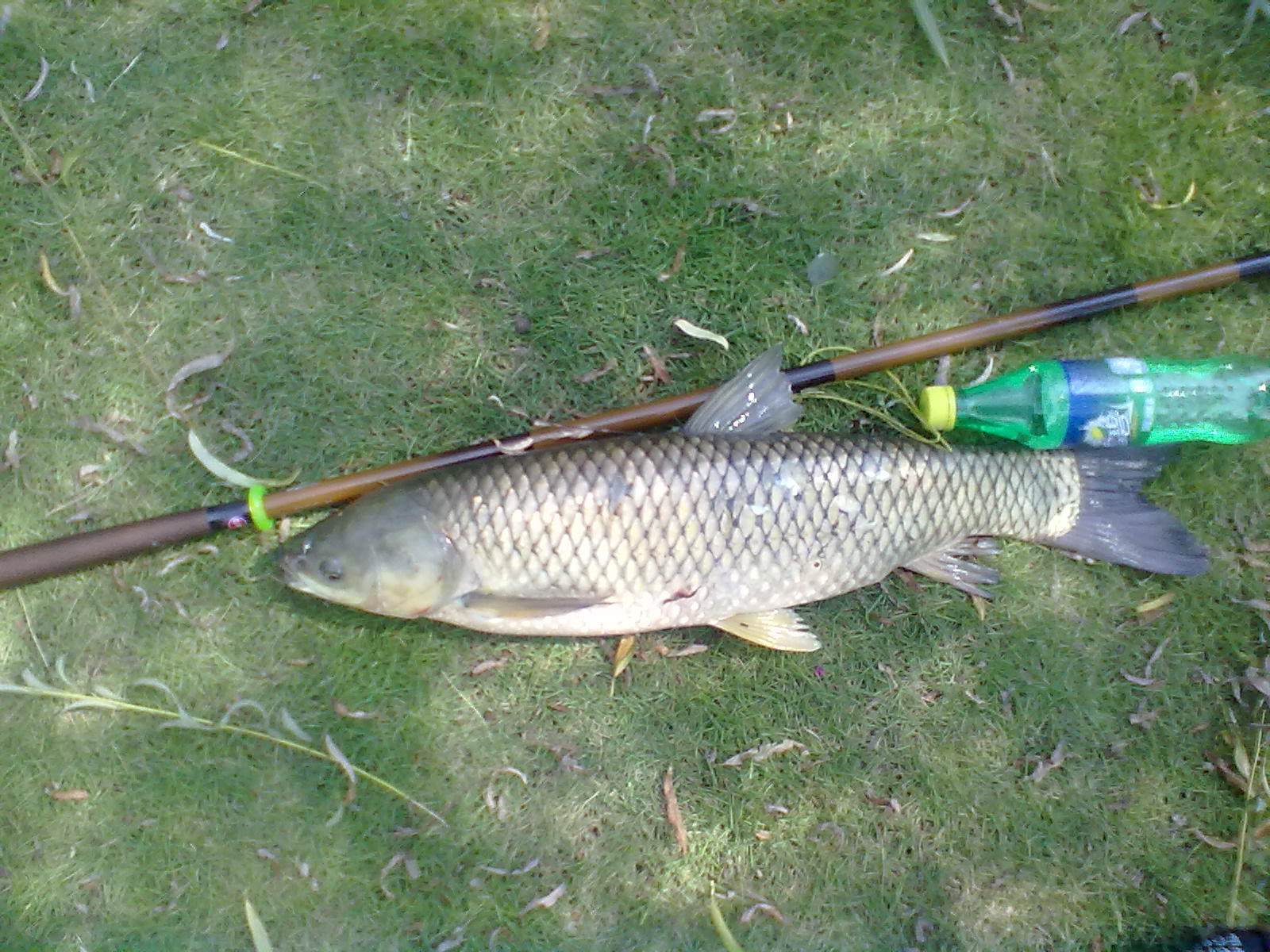 春钓草鱼有妙招,掌握这些轻松上大鱼!