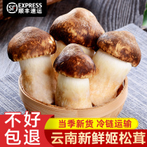 Yunnan fresh Agaricus blazei 2 pounds of seasonal edible mushrooms Brazil mushrooms Komatsu mushrooms Red matsutake soup specialty