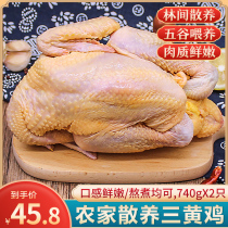 Authentic Native Chicken Farmhouse Loose Three Yellow Chicken 740g * 2 Fresh Boy Chicken Walking Ground Chicken Frozen Chicken Whole