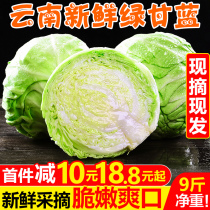 Yunnan fresh green cabbage 9kg farmhouse roll salad broccoli Lotus white cabbage green vegetables whole box 5