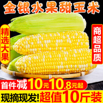 Yunnan fruit sweet corn 10 pounds fresh season raw eat corn cob grains sticky sticky sticky bud grain rice vegetables