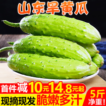 Shandong dry cucumber fruit cucumber 5 pounds of fresh pregnant women eat raw vegetables Dutch cucumber seasonal specialty