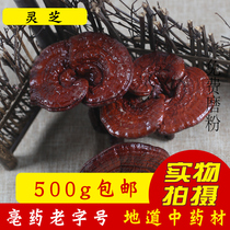 Herbs premium red Reishi Tibet wild Ganoderma lucidum stone Ganoderma Dan Chi red Shiba blood Ganoderma lucidum grass dry goods