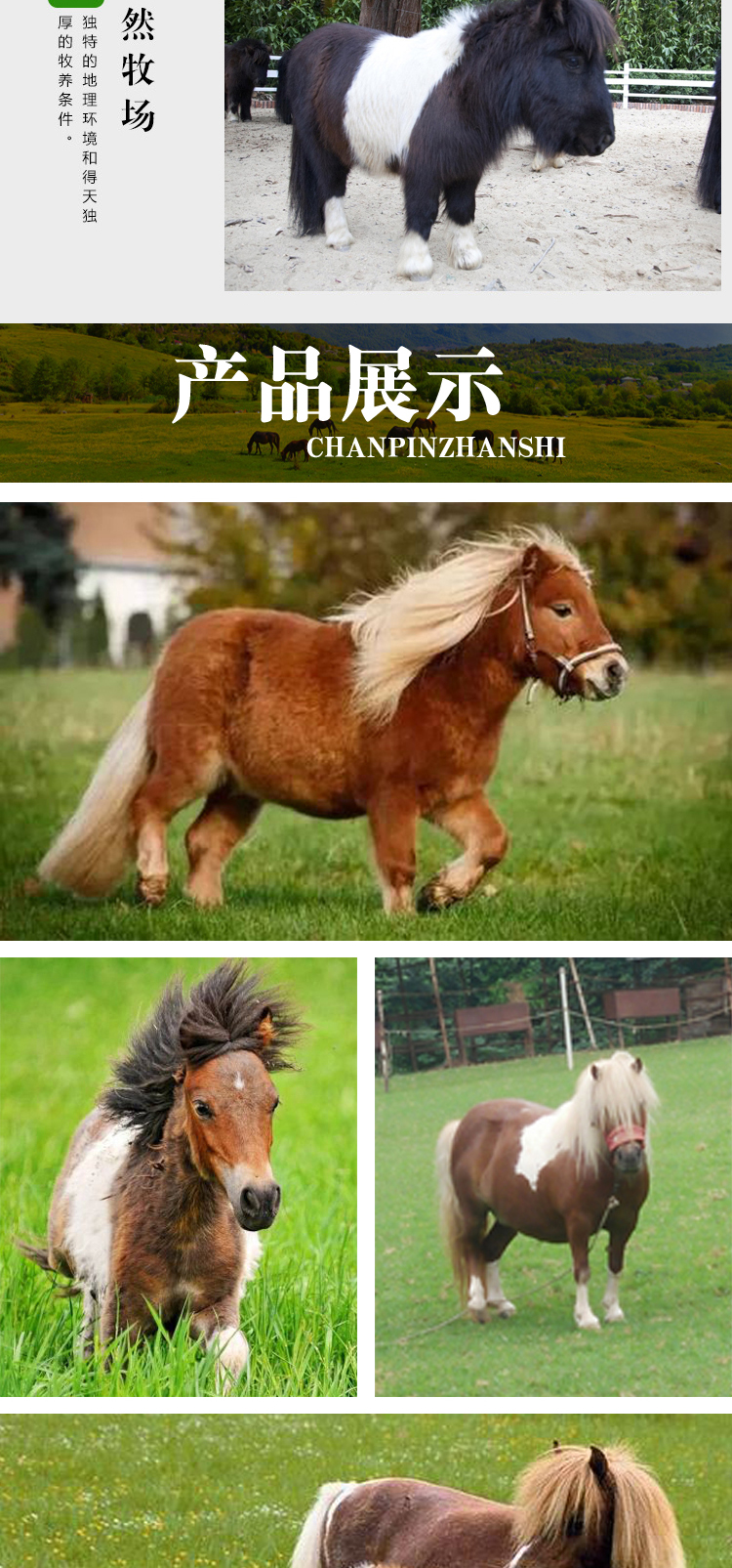 矮马一匹的价格供应适合小孩骑乘的矮马矮马养殖厂家