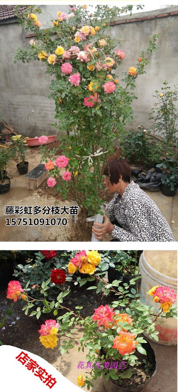 攀援花卉 藤本月季花苗 藤彩虹月季 保正品 会变色的月季包邮_7折现价