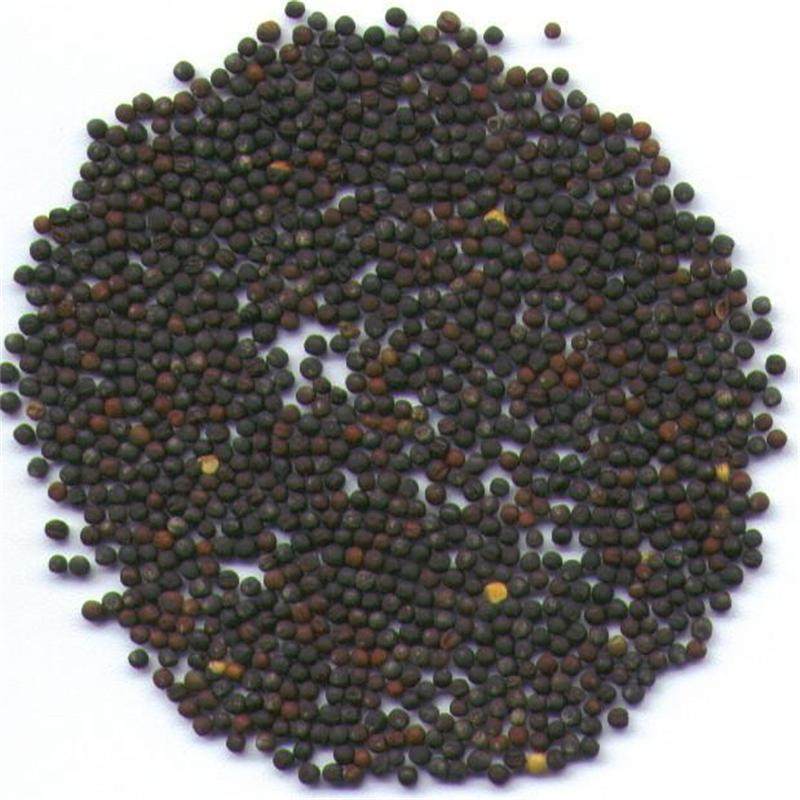 集木菜籽烘干机 高效节能商用大型空气能菜籽油菜籽种子干燥设备_烘干