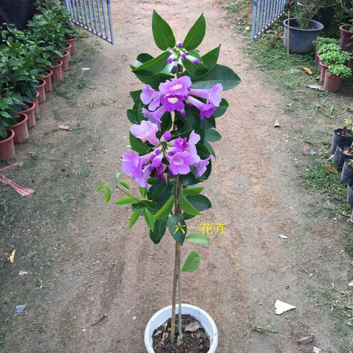 包邮蒜香藤花苗 紫铃藤 攀援爬藤植物 花多且随着时间推移会变色