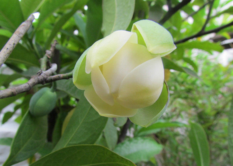 夜合花苗浓香花朵超大夜香木兰花武夷木莲花当年开花植物盆栽