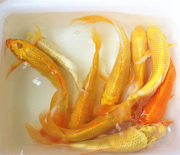 黄金锦鲤纯种锦鲤活体观赏鱼风水鱼龙凤锦鲤