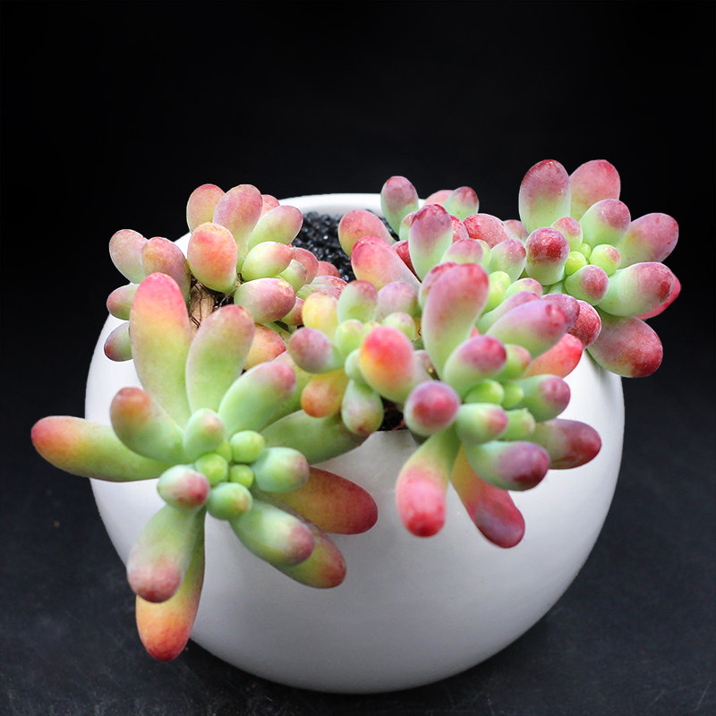 合晟多肉植物 果冻乙女心 小盆栽绿植花卉室内办公桌_7折现价1.8元