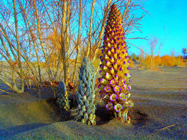 肉苁蓉野生精选特级泡酒料500g泡茶男性滋补药材配锁阳效果会更佳