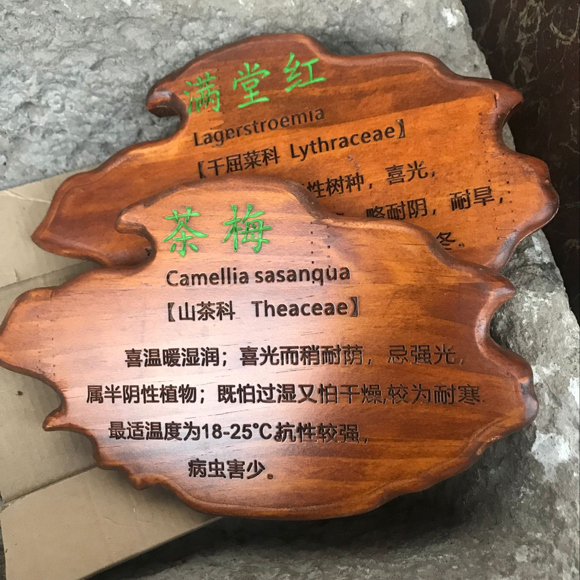 树牌实木质花草牌树木牌装饰挂牌植物标识牌悬挂广告牌