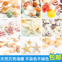 Natural Sea Snail Shells Small SeaStar Fish Tank Built View Diy Specimens Send Crab Shells Handmade Decorative Windbell Crafts