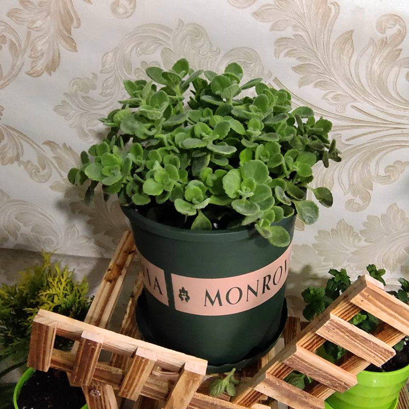 碰碰香一抹香绿植盆栽室内客厅阳台驱蚊净化空气多肉四季常青包邮