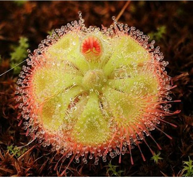 锦地罗茅膏菜【食虫植物雨林缸水陆缸造景盆栽美观吃虫子吃蚊子】
