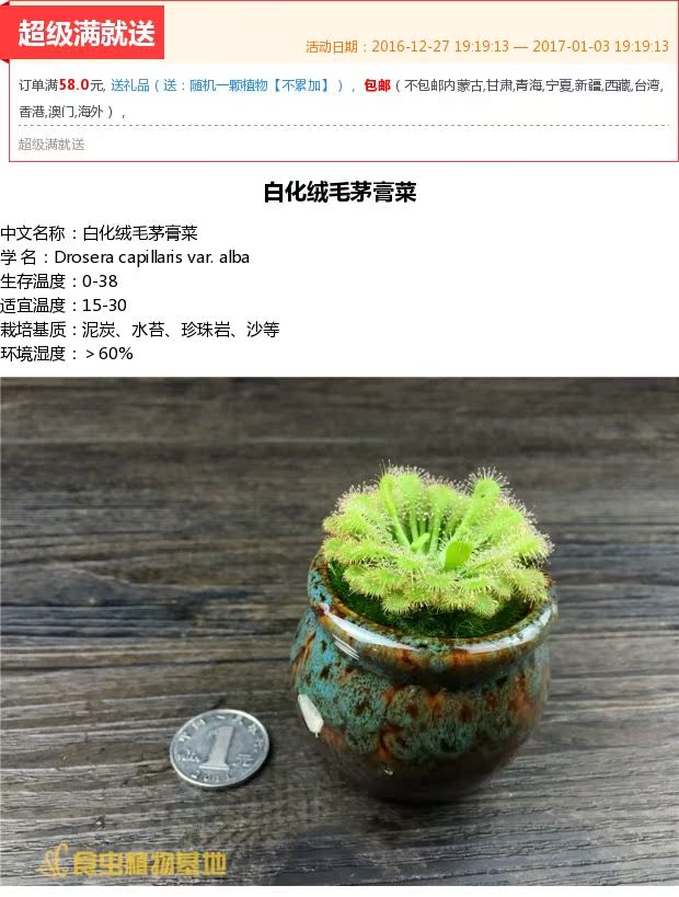 食虫植物-白化绒毛茅膏菜(drosera capillaris var. alba)_7折现价17.