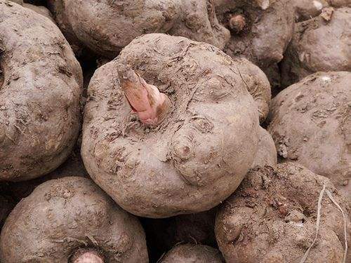 紫薯魔芋?关于他们你知道多少?