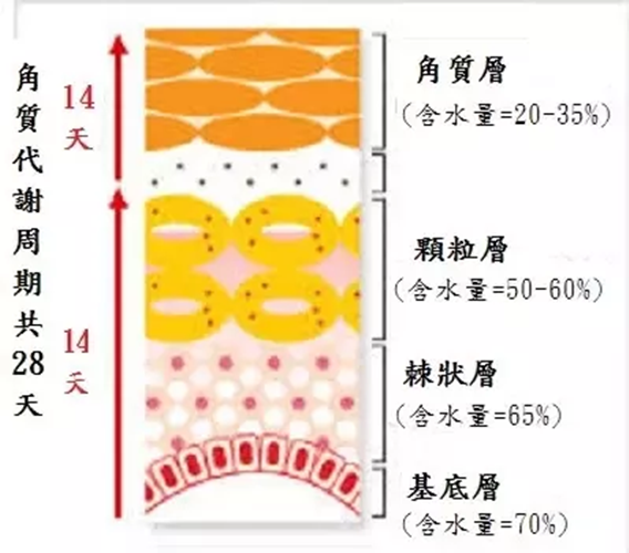 护肤品吸收不了?其实是差在这1分钟上_销得好