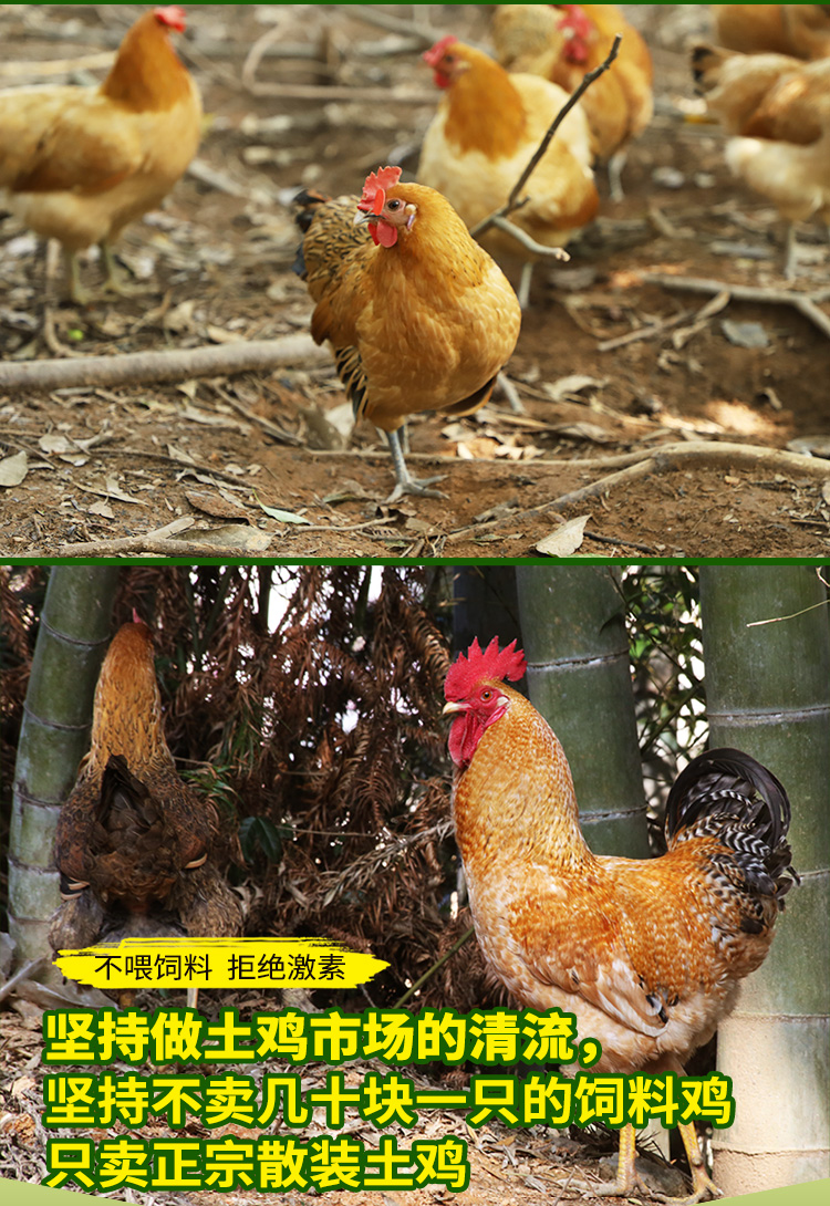 喜乐田园农家散养老母鸡2只4斤