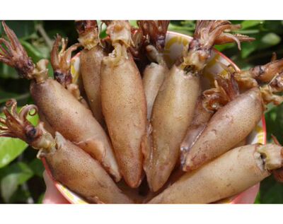 优质籽乌干 墨鱼干