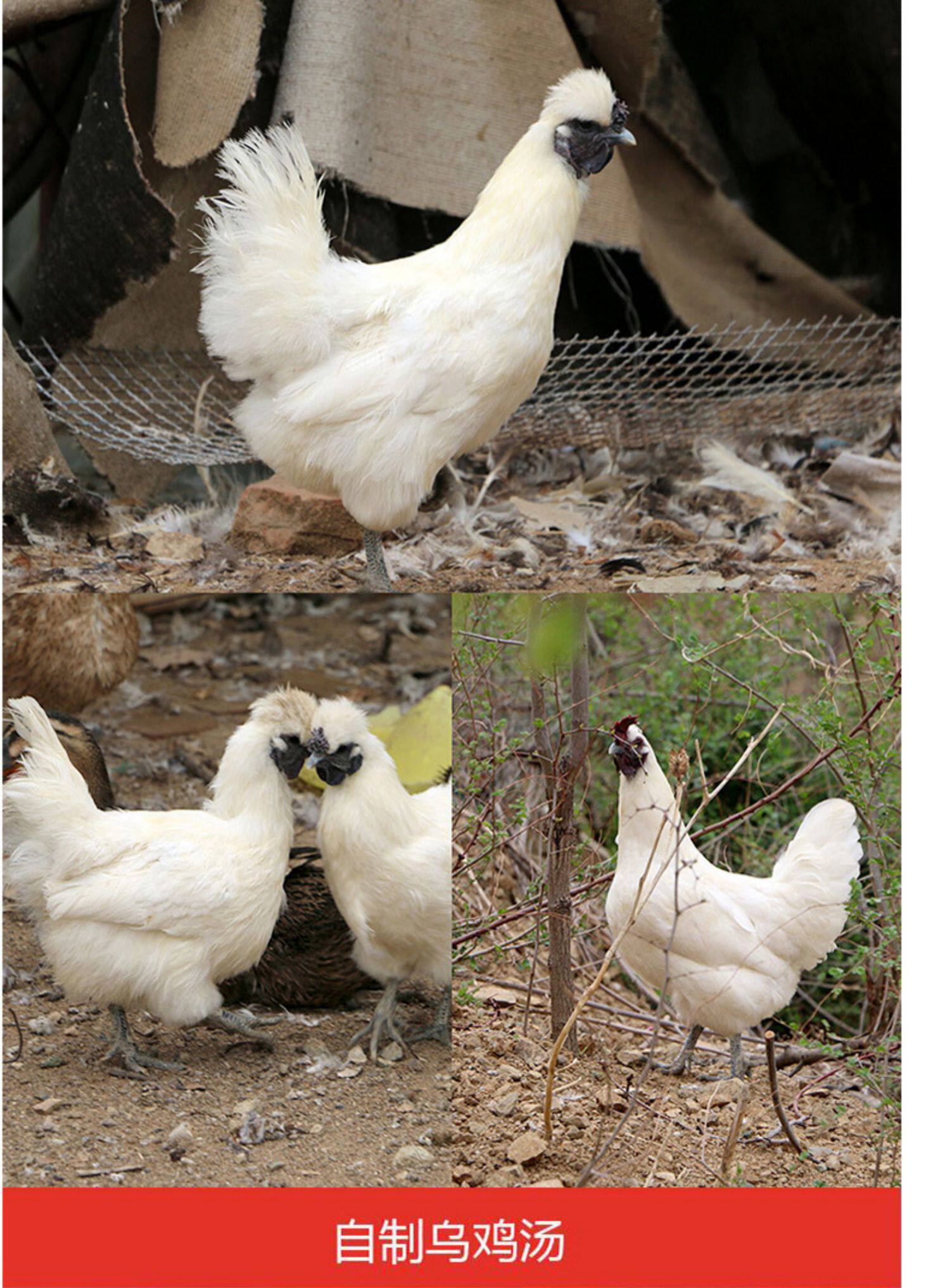 新鲜散养白凤乌鸡肉现杀活体农家散养泰和乌骨鸡拍两件第2件1元_淘券