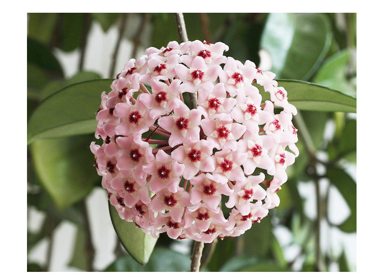 hm心叶球兰大苗花苗吊兰花卉室内爬藤植物香花易种花草