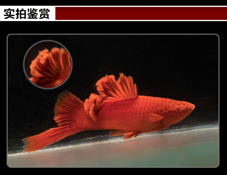 进口精品观赏鱼热带鱼高鳍红箭红剑狼牙帆菊花帆刀公活体鱼苗包邮
