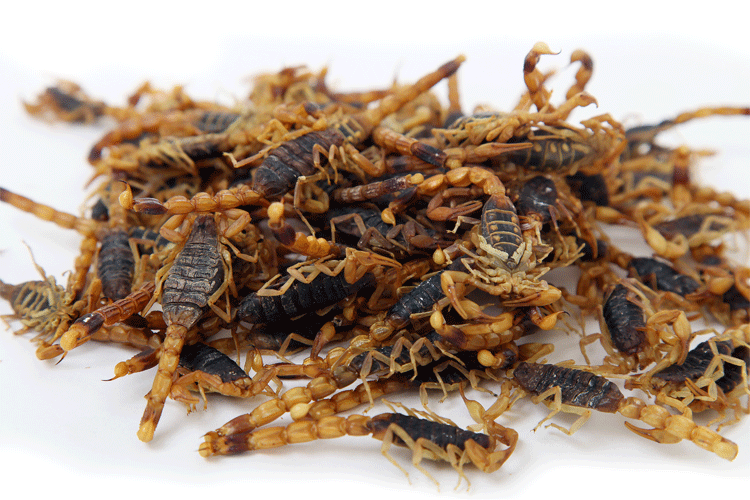 清水蝎子干蝎子蝎子十足全蝎打粉干蝎子蝎子包邮蝎子