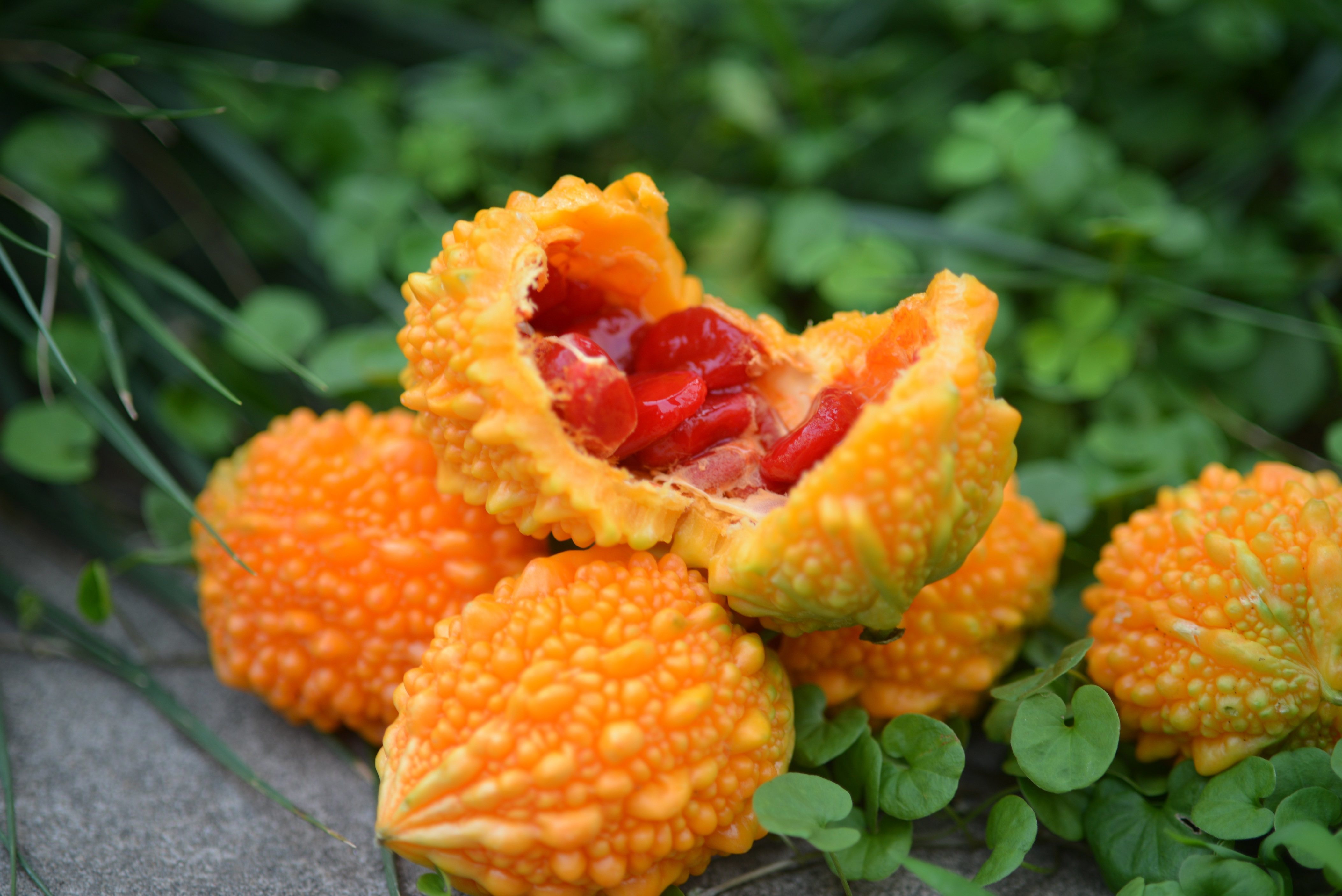 植物诚好玩丨长"痘痘"的金铃子