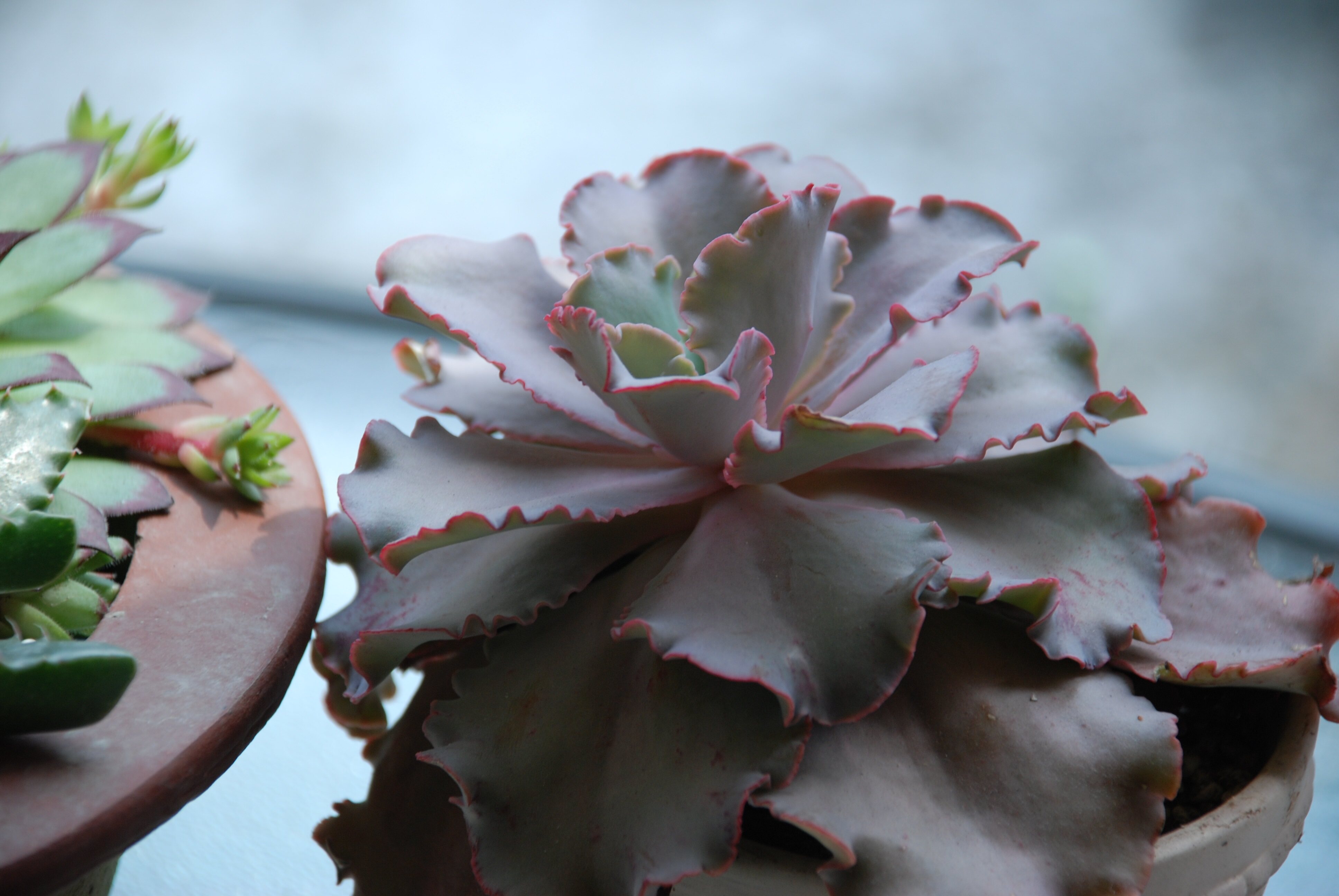 多肉丨名字记不住高砂之翁