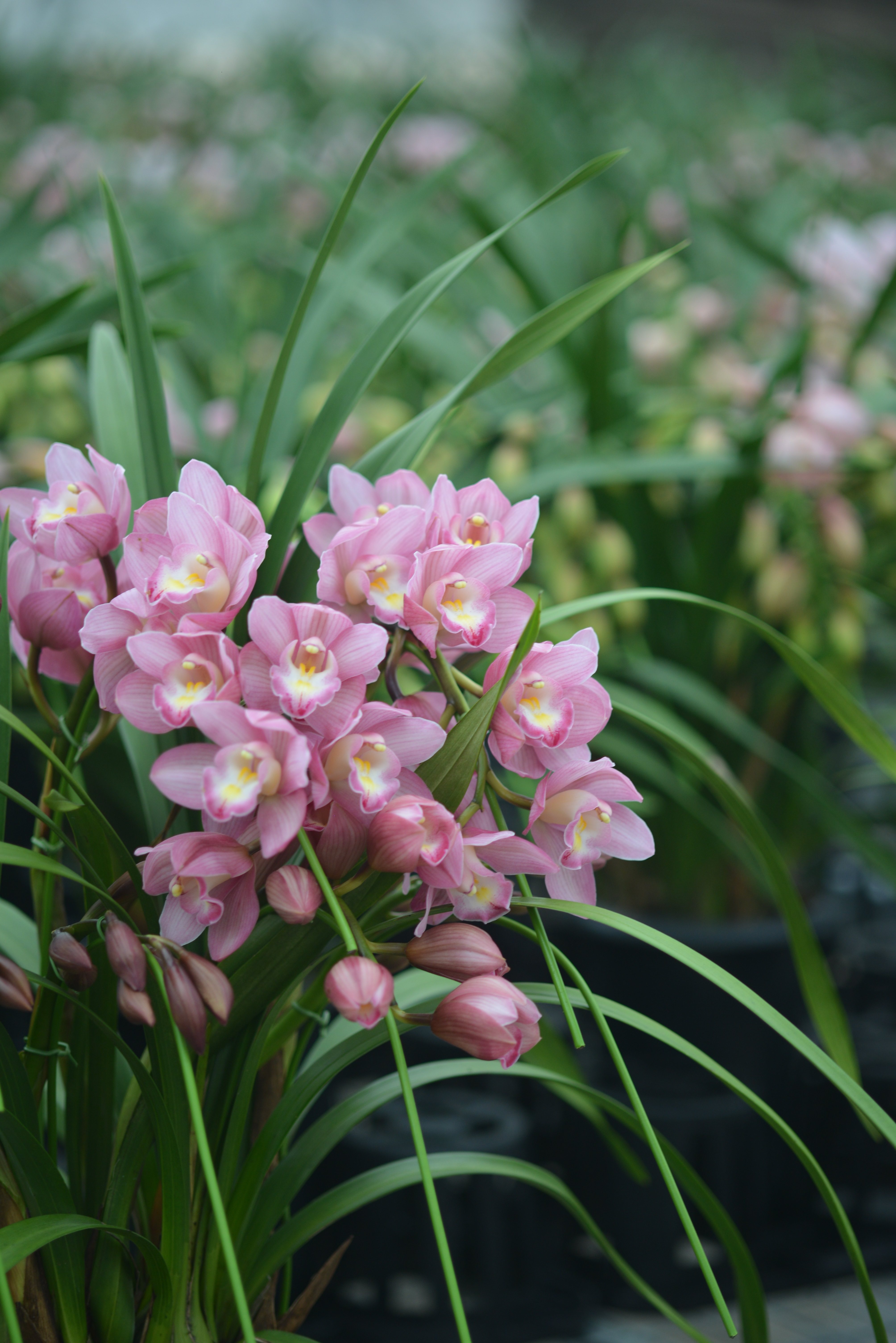 想做个园丁丨大花蕙兰种植详解