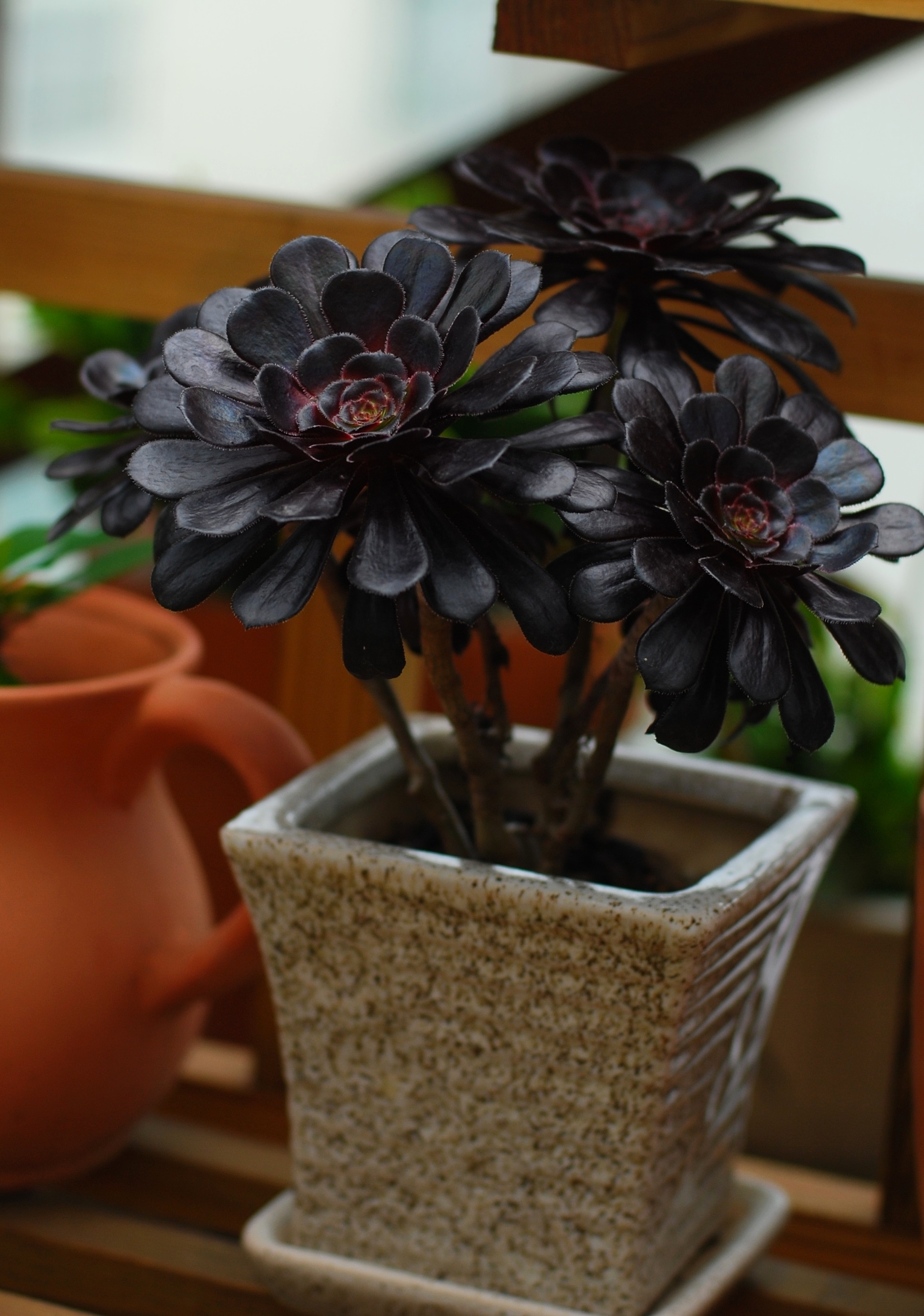 【又到多肉季】紫黑莲花--黑法师